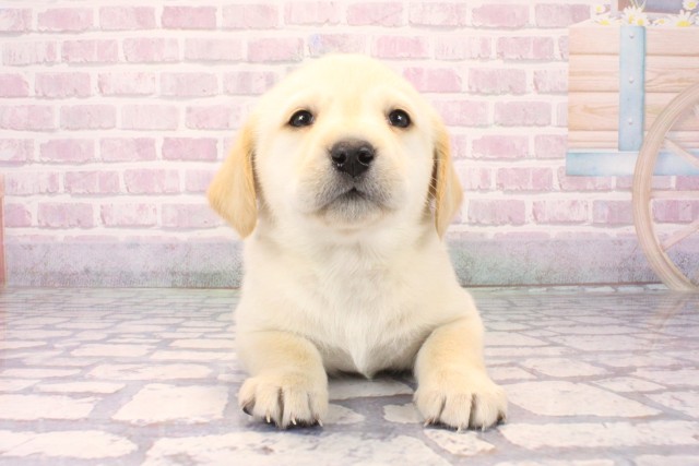 兵庫県のラブラドールレトリーバー (Coo&RIKU姫路店/2025年10月11日生まれ/男の子/イエロー)の子犬の1枚目の画像