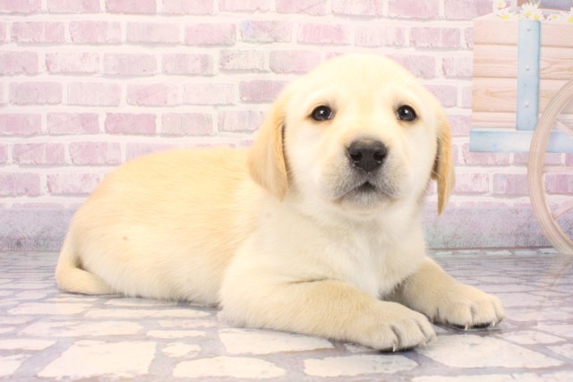 兵庫県のラブラドールレトリーバー (Coo&RIKU姫路店/2025年10月11日生まれ/男の子/イエロー)の子犬の2枚目の画像
