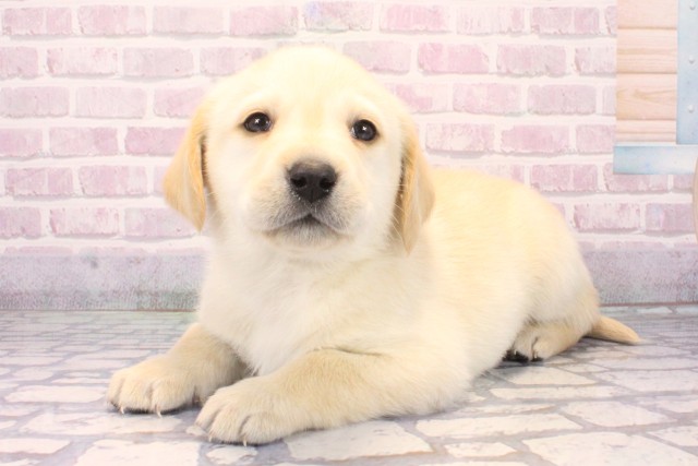 兵庫県のラブラドールレトリーバー (Coo&RIKU姫路店/2025年10月11日生まれ/男の子/イエロー)の子犬の3枚目の画像