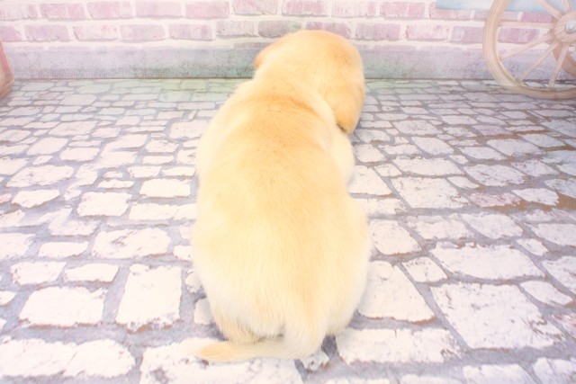 兵庫県のラブラドールレトリーバー (Coo&RIKU姫路店/2025年10月11日生まれ/男の子/イエロー)の子犬の4枚目の画像