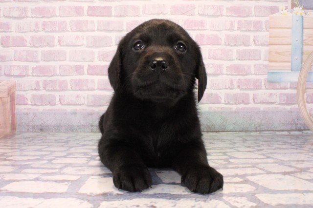 兵庫県のラブラドールレトリーバー (Coo&RIKU尼崎店/2025年10月11日生まれ/男の子/ブラック)の子犬の1枚目の画像