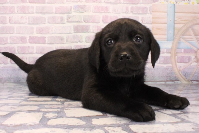兵庫県のラブラドールレトリーバー (Coo&RIKU尼崎店/2025年10月11日生まれ/男の子/ブラック)の子犬の2枚目の画像