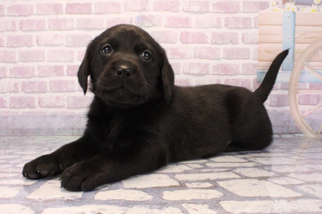 兵庫県のラブラドールレトリーバー (Coo&RIKU尼崎店/2025年10月11日生まれ/男の子/ブラック)の子犬の3枚目の画像