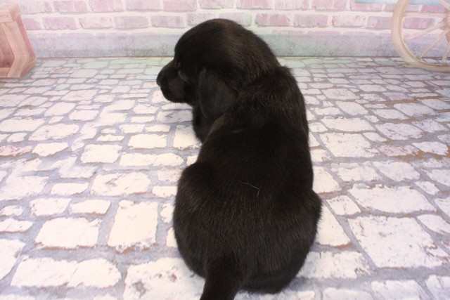 兵庫県のラブラドールレトリーバー (Coo&RIKU尼崎店/2025年10月11日生まれ/男の子/ブラック)の子犬の4枚目の画像