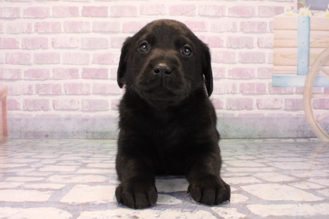 大阪府のラブラドールレトリーバー (Coo&RIKU高槻店/2025年10月11日生まれ/男の子/ブラック)の子犬の1枚目の画像