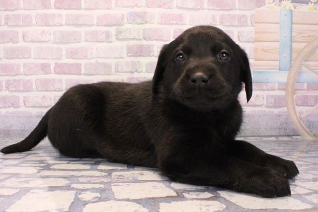 大阪府のラブラドールレトリーバー (Coo&RIKU高槻店/2025年10月11日生まれ/男の子/ブラック)の子犬の2枚目の画像