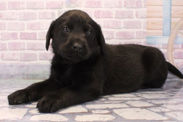 大阪府のラブラドールレトリーバー (Coo&RIKU高槻店/2025年10月11日生まれ/男の子/ブラック)の子犬の3枚目の画像
