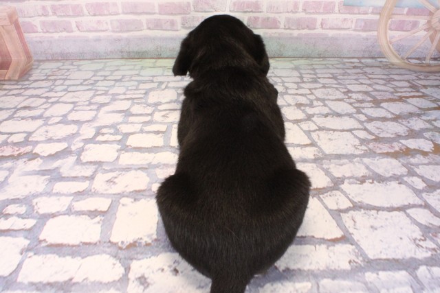 大阪府のラブラドールレトリーバー (Coo&RIKU高槻店/2025年10月11日生まれ/男の子/ブラック)の子犬の4枚目の画像