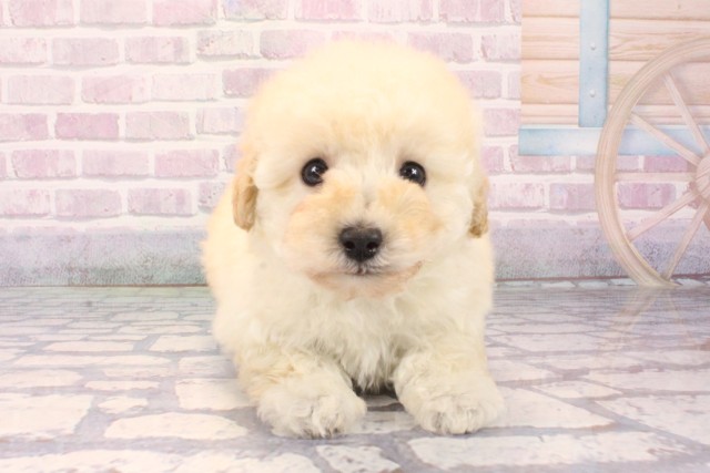 大阪府のトイプードル(トイ) (Coo&RIKU高槻店/2025年10月10日生まれ/女の子/クリーム)の子犬の1枚目の画像