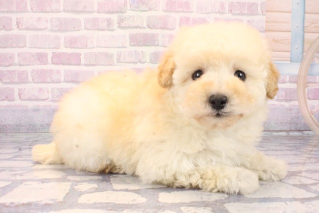大阪府のトイプードル(トイ) (Coo&RIKU高槻店/2025年10月10日生まれ/女の子/クリーム)の子犬の2枚目の画像
