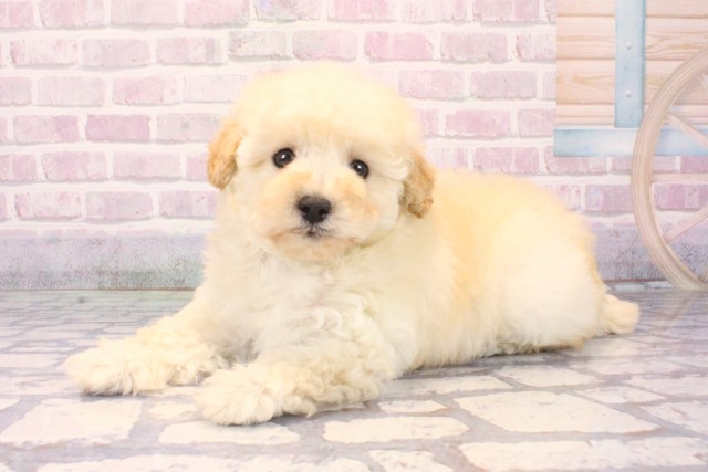 大阪府のトイプードル(トイ) (Coo&RIKU高槻店/2025年10月10日生まれ/女の子/クリーム)の子犬の3枚目の画像