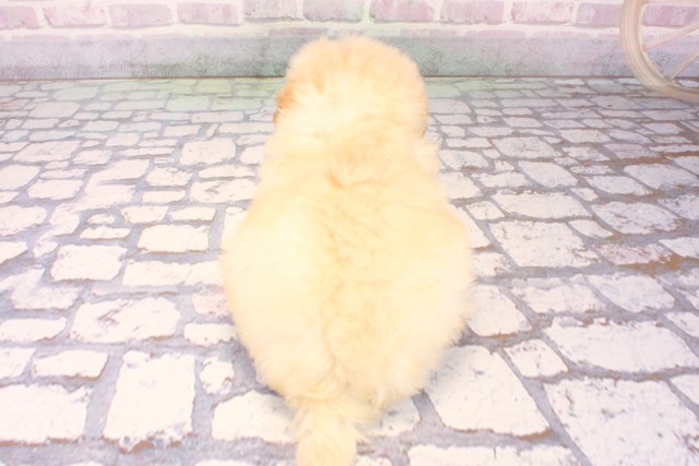 大阪府のトイプードル(トイ) (Coo&RIKU高槻店/2025年10月10日生まれ/女の子/クリーム)の子犬の4枚目の画像