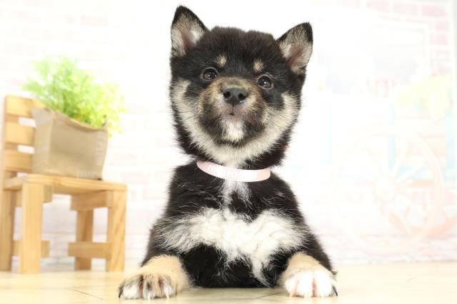 愛知県の豆柴 (Coo&RIKU岡崎店/2025年10月8日生まれ/女の子/黒)の子犬の1枚目の画像