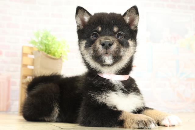 愛知県の豆柴 (Coo&RIKU岡崎店/2025年10月8日生まれ/女の子/黒)の子犬の2枚目の画像