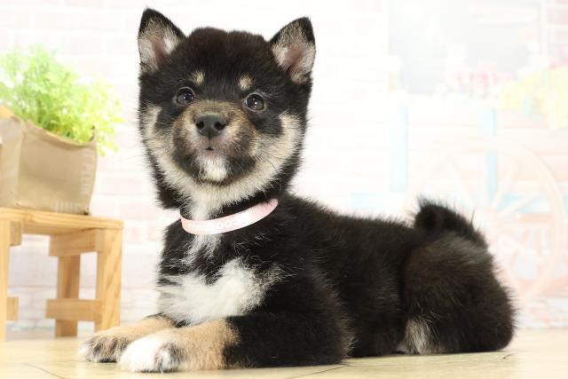 愛知県の豆柴 (Coo&RIKU岡崎店/2025年10月8日生まれ/女の子/黒)の子犬の3枚目の画像