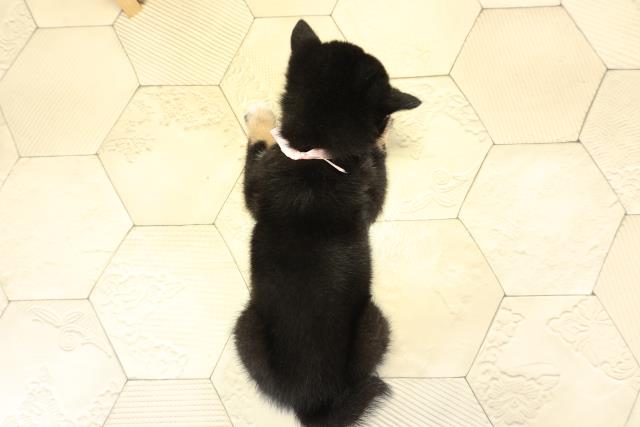 愛知県の豆柴 (Coo&RIKU岡崎店/2025年10月8日生まれ/女の子/黒)の子犬の4枚目の画像