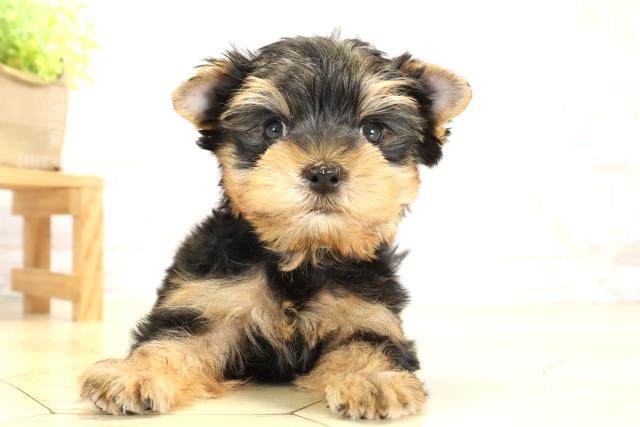 愛知県のヨークシャーテリア (Coo&RIKU岡崎店/2025年10月10日生まれ/男の子/スチールブルータン)の子犬の1枚目の画像