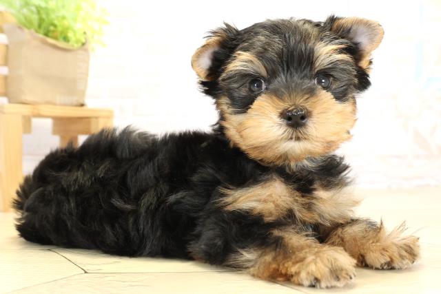 愛知県のヨークシャーテリア (Coo&RIKU岡崎店/2025年10月10日生まれ/男の子/スチールブルータン)の子犬の2枚目の画像