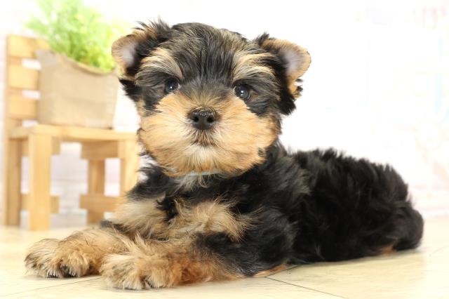 愛知県のヨークシャーテリア (Coo&RIKU岡崎店/2025年10月10日生まれ/男の子/スチールブルータン)の子犬の3枚目の画像