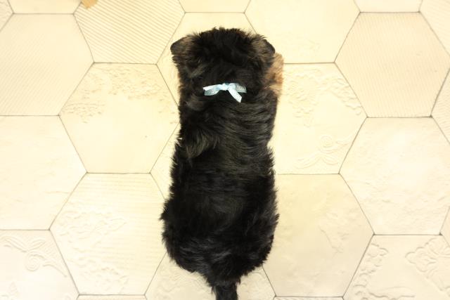 愛知県のヨークシャーテリア (Coo&RIKU岡崎店/2025年10月10日生まれ/男の子/スチールブルータン)の子犬の4枚目の画像