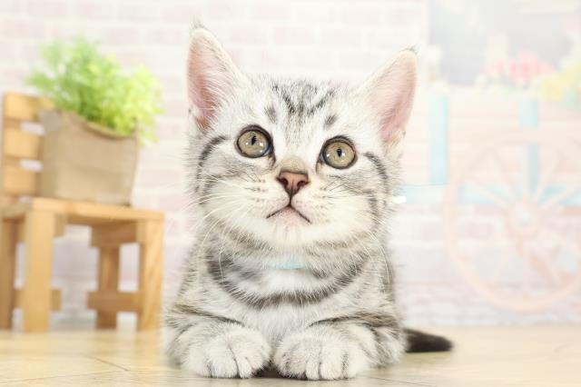 アメリカンショートヘアー