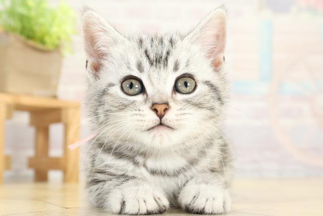 アメリカンショートヘアー