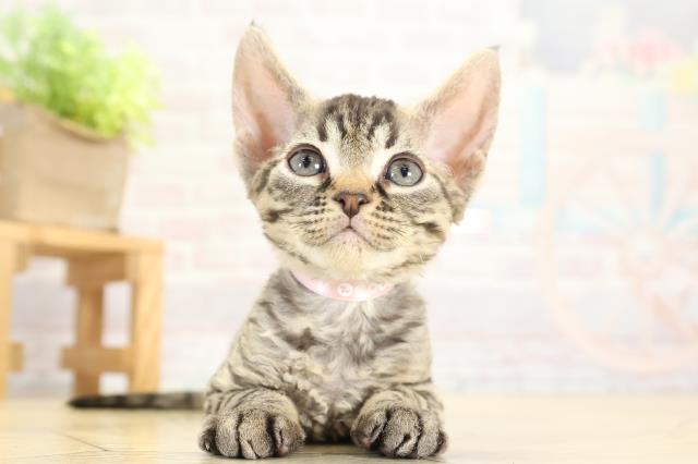愛知県のデボンレックス (Coo&RIKU岡崎店/2025年10月12日生まれ/女の子/ブラウンタビー)の子猫の1枚目の画像