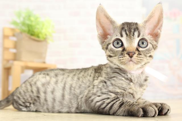 愛知県のデボンレックス (Coo&RIKU岡崎店/2025年10月12日生まれ/女の子/ブラウンタビー)の子猫の2枚目の画像