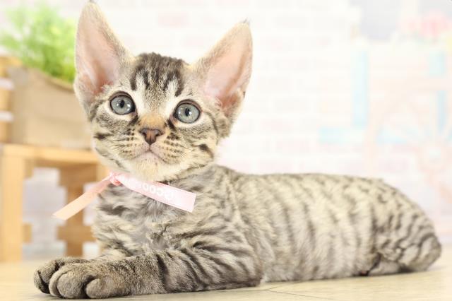 愛知県のデボンレックス (Coo&RIKU岡崎店/2025年10月12日生まれ/女の子/ブラウンタビー)の子猫の3枚目の画像