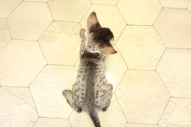 愛知県のデボンレックス (Coo&RIKU岡崎店/2025年10月12日生まれ/女の子/ブラウンタビー)の子猫の4枚目の画像