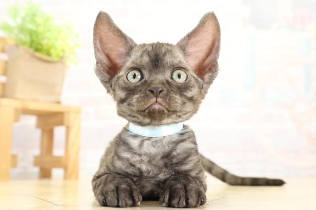愛知県のデボンレックス (Coo&RIKU半田店/2025年10月12日生まれ/男の子/ブラックスモーク)の子猫の1枚目の画像