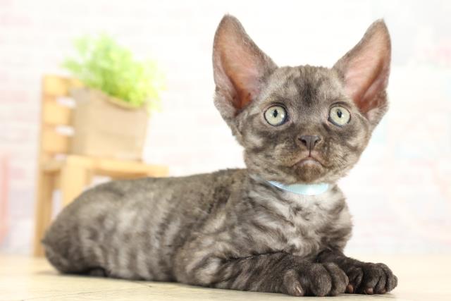 愛知県のデボンレックス (Coo&RIKU半田店/2025年10月12日生まれ/男の子/ブラックスモーク)の子猫の2枚目の画像