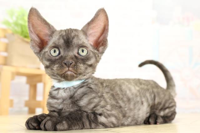 愛知県のデボンレックス (Coo&RIKU半田店/2025年10月12日生まれ/男の子/ブラックスモーク)の子猫の3枚目の画像