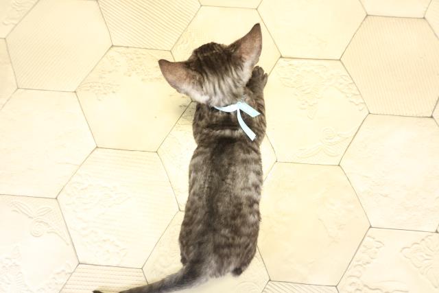 愛知県のデボンレックス (Coo&RIKU半田店/2025年10月12日生まれ/男の子/ブラックスモーク)の子猫の4枚目の画像