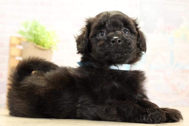 愛知県のハーフ犬・ミックス犬 (Coo&RIKU名古屋滝ノ水店/2025年10月5日生まれ/男の子/ブラック)の子犬の2枚目の画像