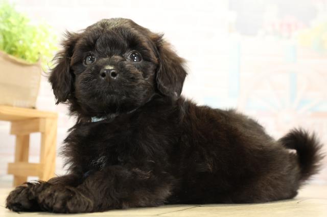 愛知県のハーフ犬・ミックス犬 (Coo&RIKU名古屋滝ノ水店/2025年10月5日生まれ/男の子/ブラック)の子犬の3枚目の画像