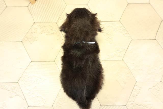 愛知県のハーフ犬・ミックス犬 (Coo&RIKU名古屋滝ノ水店/2025年10月5日生まれ/男の子/ブラック)の子犬の4枚目の画像