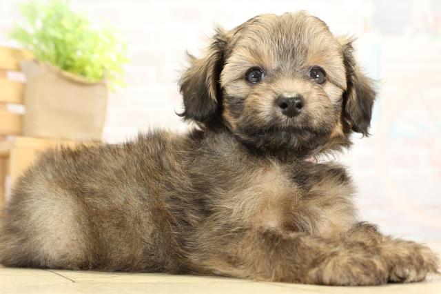 愛知県のハーフ犬・ミックス犬 (Coo&RIKU豊橋店/2025年10月5日生まれ/女の子/セーブル)の子犬の2枚目の画像