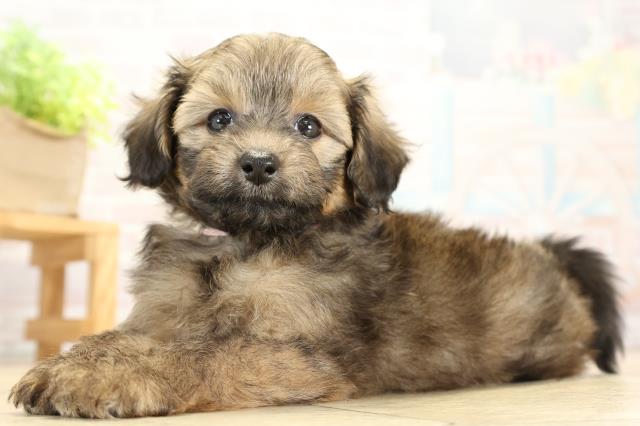 愛知県のハーフ犬・ミックス犬 (Coo&RIKU豊橋店/2025年10月5日生まれ/女の子/セーブル)の子犬の3枚目の画像