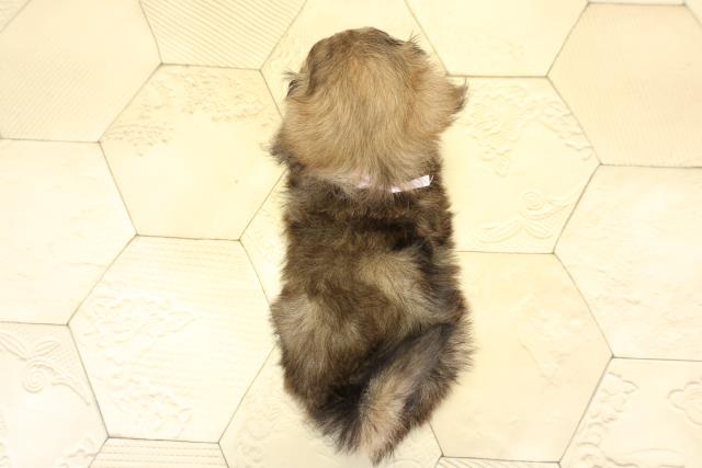 愛知県のハーフ犬・ミックス犬 (Coo&RIKU豊橋店/2025年10月5日生まれ/女の子/セーブル)の子犬の4枚目の画像