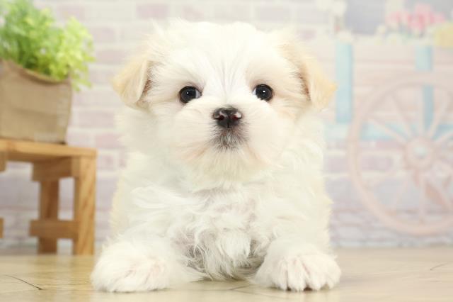 愛知県のマルチーズ (Coo&RIKU豊田店/2025年10月5日生まれ/男の子/ホワイト)の子犬の1枚目の画像