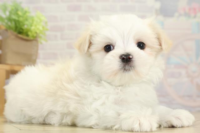 愛知県のマルチーズ (Coo&RIKU豊田店/2025年10月5日生まれ/男の子/ホワイト)の子犬の2枚目の画像