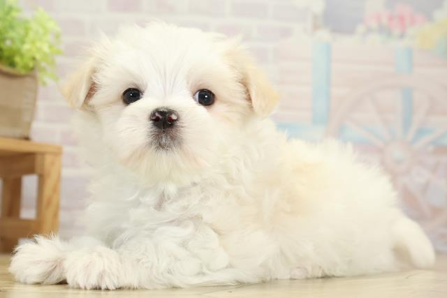 愛知県のマルチーズ (Coo&RIKU豊田店/2025年10月5日生まれ/男の子/ホワイト)の子犬の3枚目の画像