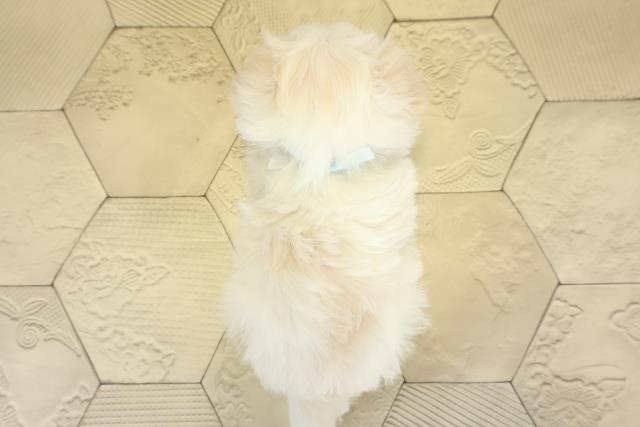 愛知県のマルチーズ (Coo&RIKU豊田店/2025年10月5日生まれ/男の子/ホワイト)の子犬の4枚目の画像