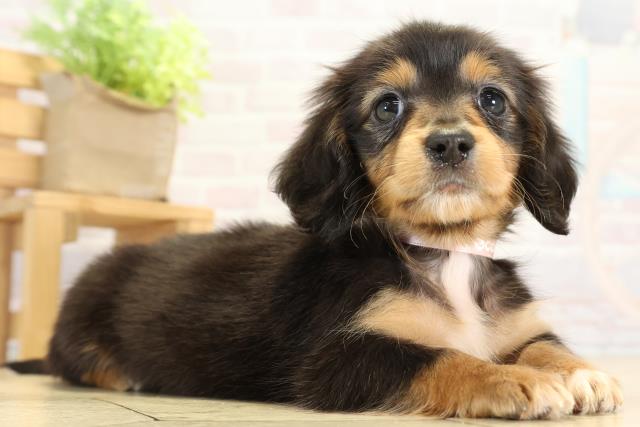 愛知県のミニチュアダックスフンド(ロング) (Coo&RIKU瀬港線守山店/2025年10月11日生まれ/女の子/ブラックタン)の子犬の2枚目の画像