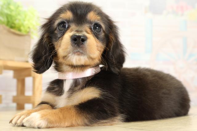 愛知県のミニチュアダックスフンド(ロング) (Coo&RIKU瀬港線守山店/2025年10月11日生まれ/女の子/ブラックタン)の子犬の3枚目の画像