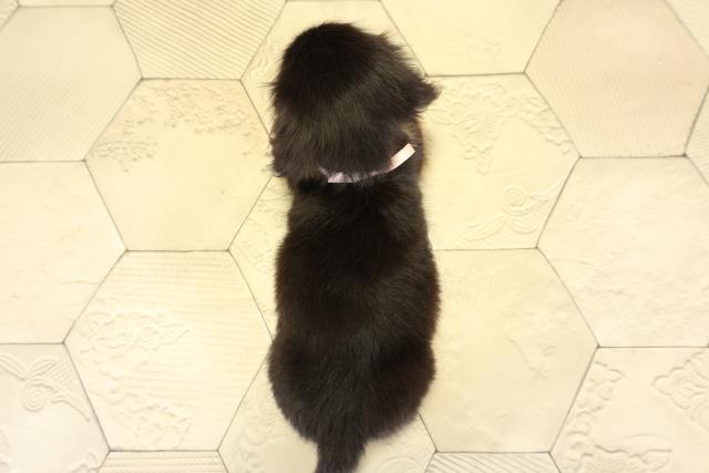 愛知県のミニチュアダックスフンド(ロング) (Coo&RIKU瀬港線守山店/2025年10月11日生まれ/女の子/ブラックタン)の子犬の4枚目の画像