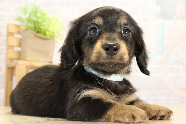 愛知県のミニチュアダックスフンド(ロング) (Coo&RIKU名古屋滝ノ水店/2025年10月11日生まれ/男の子/ブラックタン)の子犬の2枚目の画像