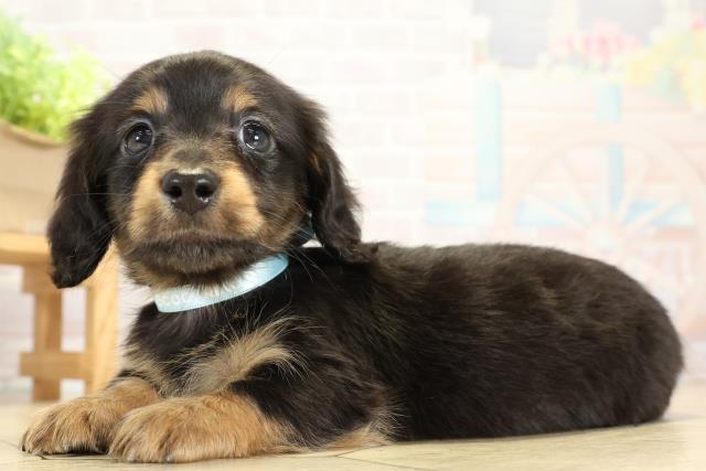 愛知県のミニチュアダックスフンド(ロング) (Coo&RIKU名古屋滝ノ水店/2025年10月11日生まれ/男の子/ブラックタン)の子犬の3枚目の画像