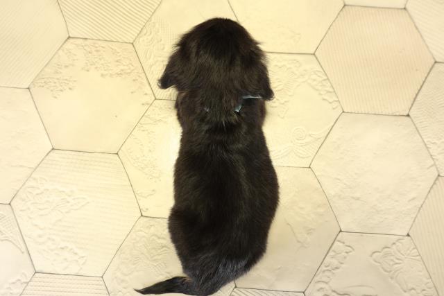 愛知県のミニチュアダックスフンド(ロング) (Coo&RIKU名古屋滝ノ水店/2025年10月11日生まれ/男の子/ブラックタン)の子犬の4枚目の画像